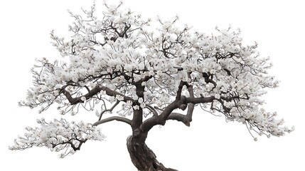 Blooming Tree Branches with White Flowers