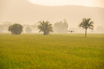 Obraz premium Agriculture drone flying over rice field for monitor and spraying fertilizer in paddy field of rural Thailand.