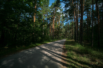A path through the summer forest