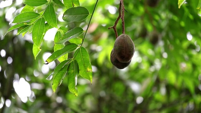Two hog plum (Spondias mombin) hanging on tree branch with natural blurred background. It is also known as yellow mombin, Spanish plum, June plum, Monkey mombin, or Purple mombin.