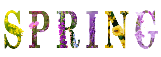 text from spring flowers isolated on white 