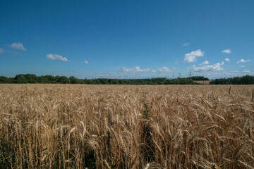 A field of ripening rye in the Nizhny Novgorod region, Russia.