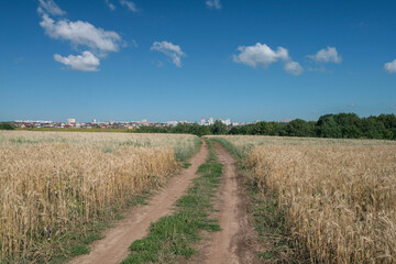A dirt road running through a field.
