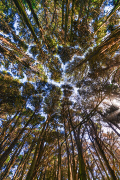 red wood forest outdoor nature summer