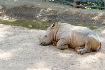Sumatran rhinoceros relaxing. Large, endangered rhinoceros lying down on sandy ground in its natural habitat. © Катерина Решетникова
