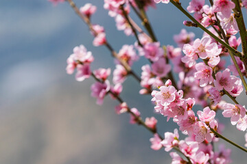 Pink blossoms against a blue sky