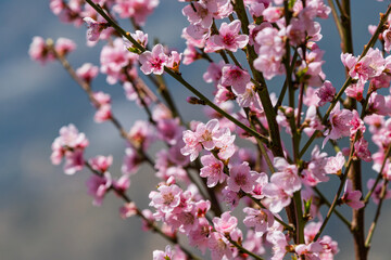 Pink blossoms against a blue sky