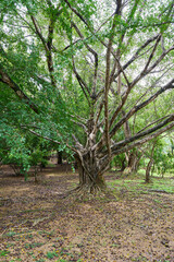 The King Rama IX city park in the island of  Phuket, Thailand
