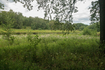 Summer green forest, Nizhny Novgorod region, Russia.