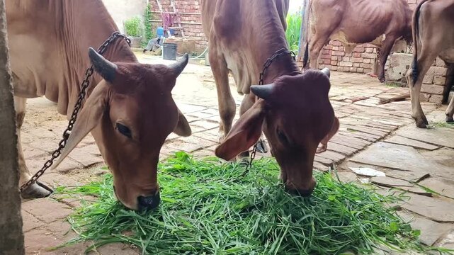 Two sahiwal and gyr cattles eating green grass hay or fodder together from the same pot. Zebu cattle young Indian cow sahiwal breed.