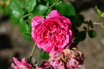 pink rose