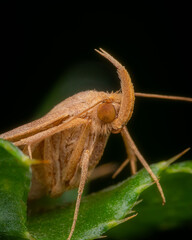 Macro shot of a brown  moth on a green leaf in nature. Extremely close-up portrait and details.