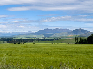 Obraz premium Tractor trail in a green cereal field with gorgeous mountains in the background on a sunny slightly cloudy day in New Zealand 