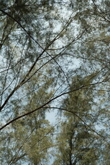 trees and sky