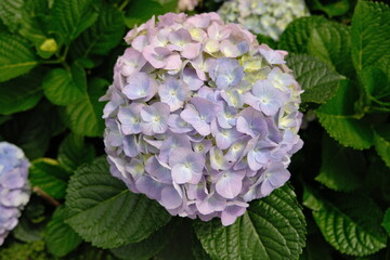 purple hydrangea flower
