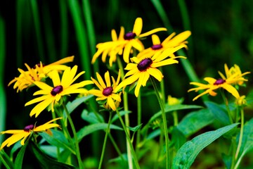 yellow flowers in the garden