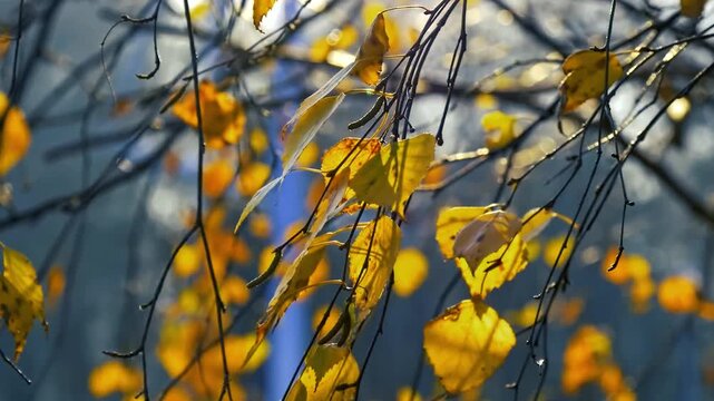 Footage of some birch tree leaves in the autumn with a blue background. Leaves are moving in the wind and branches are visible in the footage in 4K resolution.