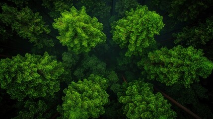 Naklejka premium Wanderlust, dense forest, towering trees Background
