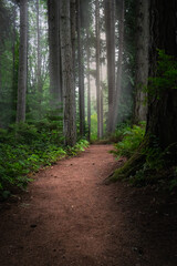 Walking trail in the forest