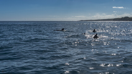 A group of dolphins swim in the blue ocean. Backs and fins are visible above the water. Glare, ripples on the surface of the sea. Blue sky, clouds. Mauritius.