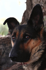 Pastor alemán con una mirada profunda que se nota que te mira.