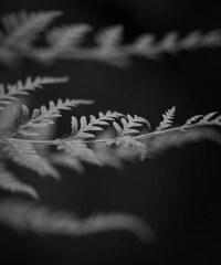 fern on black