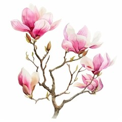 Obraz premium Watercolor painting of a blooming magnolia tree, on isolated white background