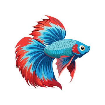 colorful betta fish swimming on white clip art preview