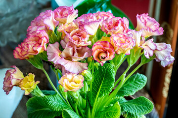 fresh delicate pink primrose in a pot