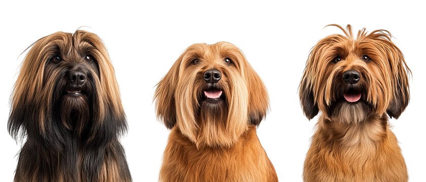 Collection of three dogs sprightly Briards set isolated on white background