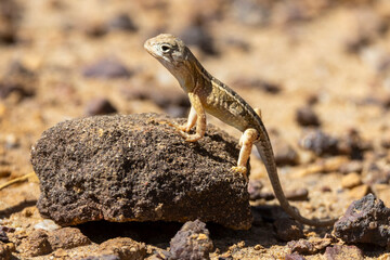 Ein Kleiner Madagaskar-Leguan in der Seitenansicht auf einem Stein