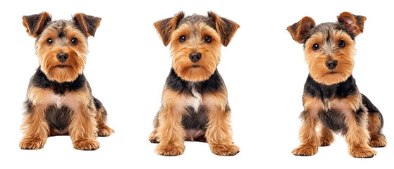 Collection of three dogs sweet welsh terries set isolated on white background