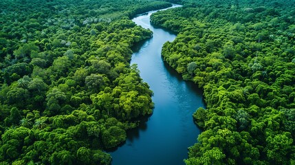River winding through a dense forest, forest biosphere protection, waterway health