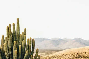 Group of saguaro cactus growing in arizona desert landscape