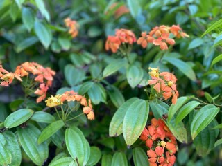 red and yellow flowers