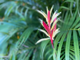 tropical flower