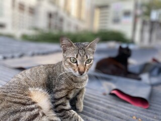 cat on the street