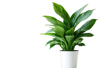 Fototapeta premium Green Plant isolated on a white background