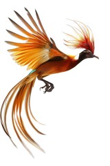 Obraz premium Golden pheasant flying with open wings on white background