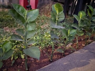 vegetables in a garden