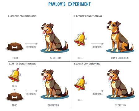 Pavlov's experiment with Dog. Dog experiment with food and bell. Labeled Pavlovian respondent learn scheme. Salivation research diagram with behavior stimulus psychological educational explanation.