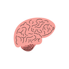 Vector flat 
anatomical Illustration.  Human brain sketch.