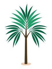  Areca Palm plant vector illustration 