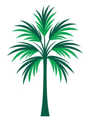 Obraz premium Areca Palm plant vector illustration 