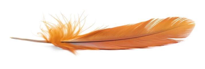 Close-up of vibrant orange feather isolated on transparent background