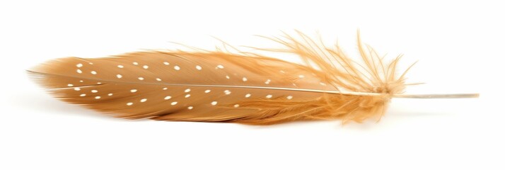 Guinea fowl feather isolated on white background showing spots