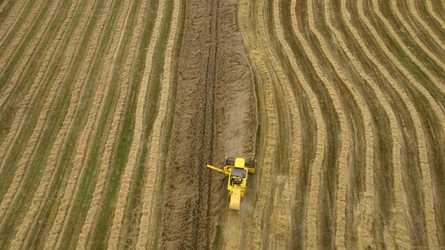 High-angle view of a yellow combine harvester cutting through rows of wheat, creating a distinct pattern on the field. The harvested paths form parallel lines