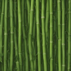 Fototapeta premium bamboo forest background