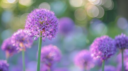 Fototapeta premium A Single Purple Allium Flower in Focus with a Blurred Background of Other Alliums