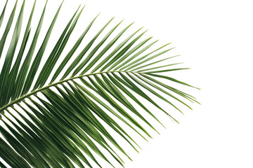 Obraz premium Isolated palm leaf on a white background,